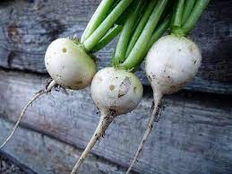 White Hailstone Radishes Garden Betty