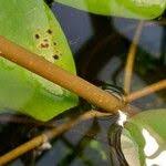 Image result for Nymphaea heudelotii