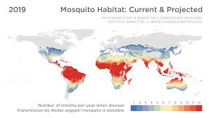 Due to mosquito migration patterns, the asian tiger mosquito can be currently found in more than 30 states, with states reporting the mosquito each year. How Far North Could Mosquitoes Go If Climate Change Is Unchecked Goats And Soda Npr