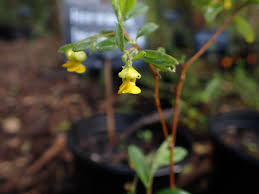 Image result for Diospyros dichrophylla