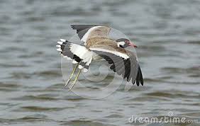 Gray Bird With Red On Back Of Head Red Wattled Lapwing Bird Flying Above The Water Of River Surface Very Beautiful And Natural View Bird Color Are So Beautiful Birds Flying Birds Beautiful