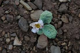 Image result for Limeum argute-carinatum