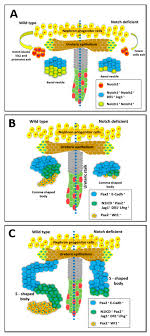 Biomolecules Free Full Text Notch Signaling In Kidney Development Maintenance And Disease Html
