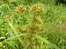 Image result for Rhynchospora corymbosa