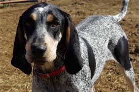 Black And Tan Coonhound For Sale In Texas The Daily Gruff Have You Heard Of This Breed Puppies In Need Mcdonald S Is Love Hey Jack Need A Boxing Glove Puppy Toob Bluetick Coonhound Coonhound Smartest Dog Breeds