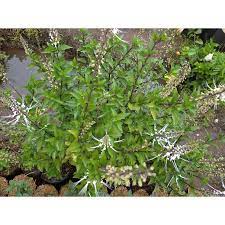 Check spelling or type a new query. Tanaman Kumis Kucing Bibit Tumbuhan Kumis Kucing Daun Remujung Kidneyteaplants Minim Order 2 Pohon Shopee Indonesia