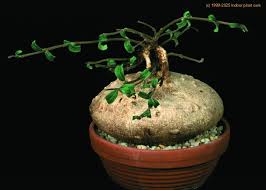 Image result for Raphionacme procumbens