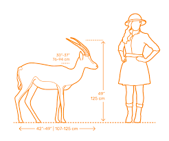 Gazelle Dimensions Drawings Dimensions Guide