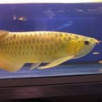 Come and visit our site, already thousands of classified ads await you. Arowana Fish For Sale By Bra Trading Pty Ltd Supplier From South Africa Product Id 1251392