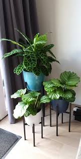 Calathea Plants Calathea Plant Plants House Plants