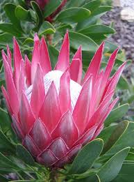 Image result for Protea madiensis