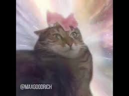 A way of describing cultural information being shared. Cat Transcendence Youtube