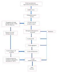 Figure 1 Nephrolithiasis Molecular Mechanism Of Renal Stone Formation And The Critical Role Played By Modulators