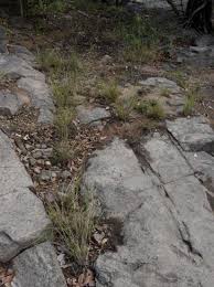 Image result for Sporobolus pyramidalis