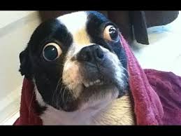 Try Not To Laugh Funny Animals Fails Compilation 2016 Part 12 Youtube Think you've mastered the try not to laugh challenge?