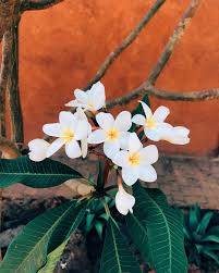 Aurelie On Instagram Dakar Senegal Africa Terracota Frangipani Plumeria Flowers Flowerstagra Flower Pot Design Planting Flowers Types Of Flowers