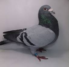 Interviu columbofil maestrul nicu bizdrigheanu urziceni romania 24 mai 2017pigeons daily. De Vanzare 2017 Colectie Porumbei Voiajori