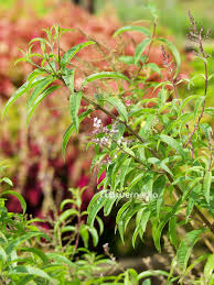 Image result for Aloysia citrodora