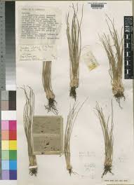 Image result for Isoetes alstonii