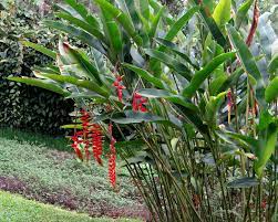 Pin On Garden
