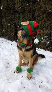 How Do I Look German Shepherd Wearing Hat And Gloves Christmas Dog Black German Shepherd Dog German Shepherd Puppies