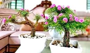 Perlukah dipupuk agar rajin berbunga? Kreatif Bonsai Bunga Krokot Ternyata Sangat Cantik Dan Eksotis Ini Tutorial Singkat Cara Tanamnya Portal Jember