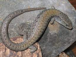 We did not find results for: Northern Alligator Lizard Wikipedia