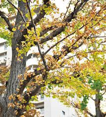 台風24号 横浜市内でも各地で塩害 本郷台駅前ではイチョウが葉枯れ 横浜市港南区 横浜市栄区 防災 危機管理トピックス リスク対策 Com 新建新聞社