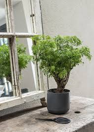 Image result for Polyscias fruticosa