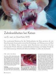 Zahnkrankheiten Bei Katzen