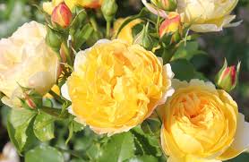 Eden is a versatile climbing rose that can be trained on fences, trellises, walls and gazebos. Pierre De Ronsard Eden Rose Facebook
