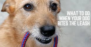 Instead of teaching a dog to stop pulling, think of it as teaching your dog how to walk nicely beside you. What To Do When Your Dog Bites The Leash Or Shakes The Leash