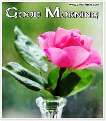 Check spelling or type a new query. Beautiful Flower Good Morning