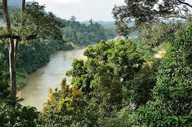 Explore the wilderness of taman negara, kuala tahan. Taman Negara Pahang Day Trip D Asia Kl Malaysia
