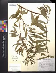 Image result for Ludwigia octovalvis