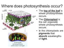 We did not find results for: Photosynthesis Essential Questions Ppt Video Online Download