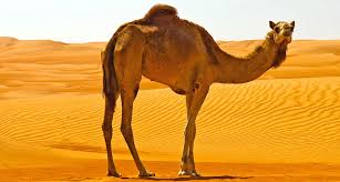 Adaptations are special characteristics that an organism is born with and which enable it to survive in its natural habitat. Camel Adaptations