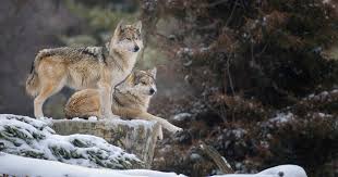 Wolves are mainly hunted for sport, for their skins, to protect livestock and, in some rare cases. Montana Commission Approves Changes For Elk And Wolf Hunting Gohunt