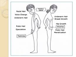 The average age at menarche is 13, with a the increased density and thickness of hair growth and increased apocrine gland activity in puberty may also affect the microbiome. Puberty And Personal Hygiene Ppt Video Online Download