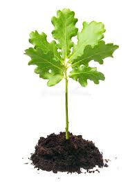 Image result for oak sapling