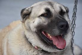 Kangal (kangal) price is down. Everything You Need To Know About The Kangal Dog This Dogs Life