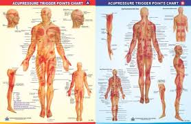 38 Conclusive Trigger Points Chart Free Download