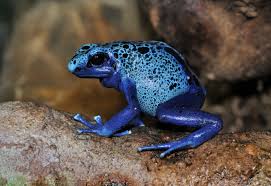 blue poison dart frog wikipedia