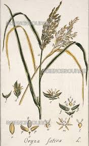 Image result for Oryza