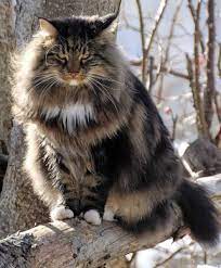 The norwegian forest cat (norwegian: 28 Norwegian Mountain Cat Ideas Crazy Cats Cute Cats Cute Animals