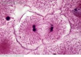Plant cells however, are enclosed by a relatively inextensible cell wall, thererfore they undergo cytokinesis by a different mechanism. What Happens To Genetic Material During Cell Division Ms Lori Young