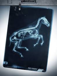 9 X Rays Of Pregnant Animals That Will Make You Say Oh My God Pregnant Horse Animals X Ray