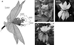 Image result for Dalechampia