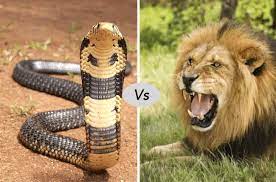 After being entrusted with many of rose's belongings, lion. Snake Vs African Lion Fight Comparison Who Will Win