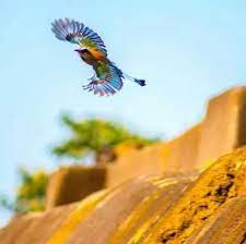 El salvador, officially the republic of el salvador (spanish: Torogoz Bird Tattoo Shefalitayal